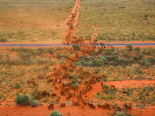 Load image into Gallery viewer, Crossing the Great Northern highway
