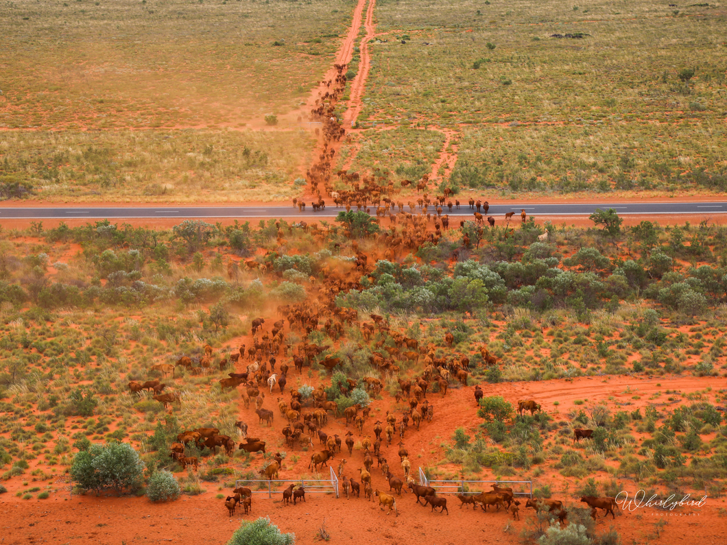 Crossing the Great Northern highway